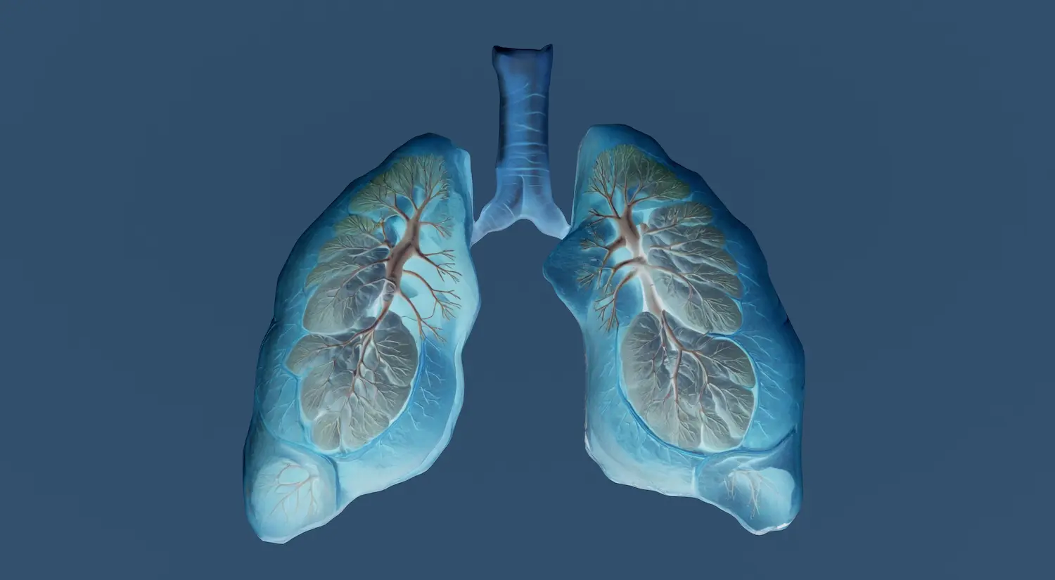 image - 2025-09-22T080122.893 Illustration of human lungs showing oxygen efficiency in exercise